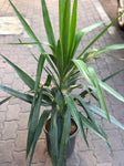 Plant زريعة يوغا